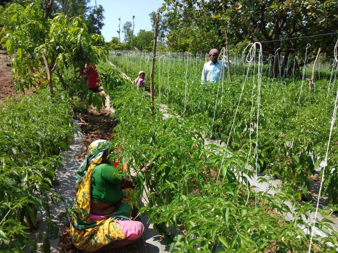 Sustainable agriculture